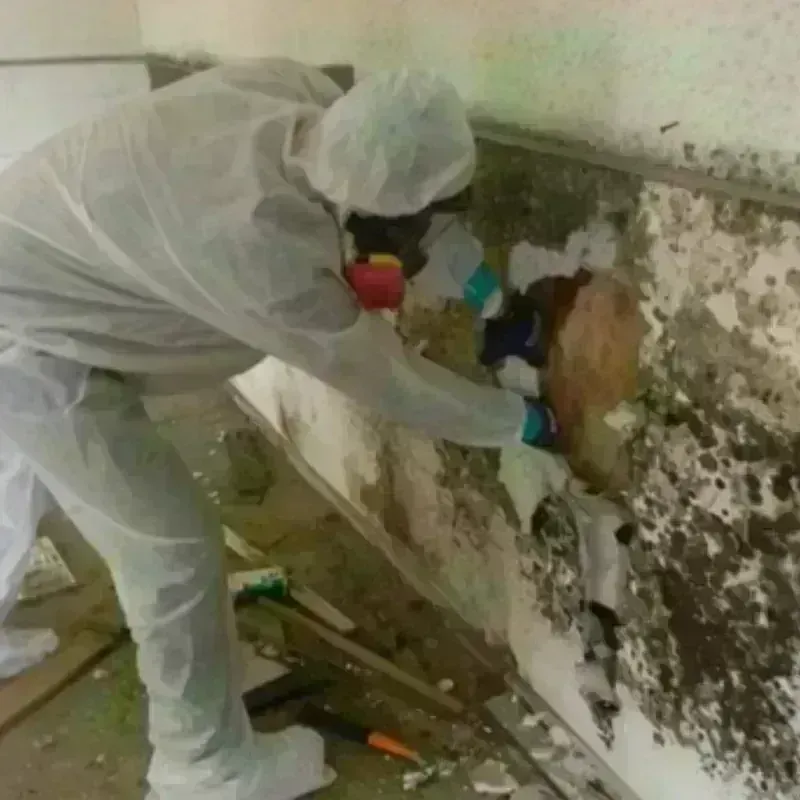 Mold Remediation and Removal in Spokane, WA